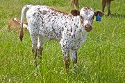 Charmed I'm Sure - Killing Wind x Juma - 2009 heifer - v_1879
