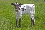 Zip The Sky - Zip It Up x Winning Sky - 2009 Heifer - v_1882