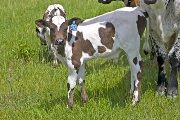 Get Over It Calf 2009 - Get Over It x Winning Sky - 2009 Bull - v_1885