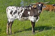 Kill'N Run - Hit N Run x Killian - 2008 Heifer - v_1935