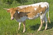Win Zone - Mostly High x Win Win - 2008 Heifer - v_1965