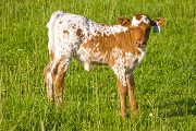 Tempestuous - Win High x Tempter - 2009 Heifer - v_2132