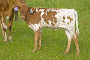 Jumizm - Gruffizm x Juma - 2009 Heifer - v_2200