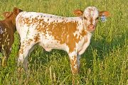 Mile High Hope Calf 2009 - Mile High Hope x Winning Sky - 2009 Heifer - v_2324