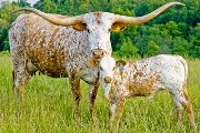 Texas Longhorn