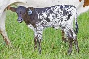 Valdosta Calf 2009 - Valdosta x Noble Knight - 2009 Bull - v_2403