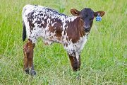 Win Easy Calf 2009 - Win Easy x Over Kill - 2009 Bull - v_2427