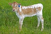 Idle Frenzie Calf 2009 - Idle Frenzie x Tycoon - 2009 Bull - v_2593