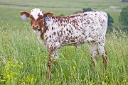 Mighty Shiney - Shine All Over x Over Kill - 2009 Heifer - v_2595
