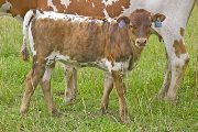 Super Silent Calf 2009 - Super Silent x Shy Streaker - 2009 Bull - v_2817