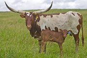 Country Zeway - WWANP1693 - v_2933