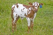 Tempters Trophy - Sena Trophy x Tempter - 2009 Bull Calf - v_3139