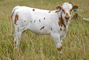 Kemp - Karma x Tempter - 2009 Bull Calf - v_3177