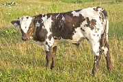 Quiet Quake - Prostey Tot x Tempter - 2009 Bull - v_3274