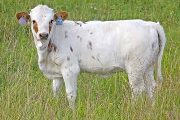 Fast Doer - Abra Cadabra x Super Fast - 2009 Heifer - v_3300
