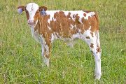Bowl Draft Calf 2009 - Bowl Draft x Tempter - 2009 Bull Calf - v_3466