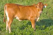 Win W High - Mostly High x Win Win - 2009 Heifer - v_3565