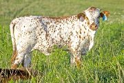 Killer Blend Calf 2009 - Killer Blend x Juma - 2009 Heifer - v_3566