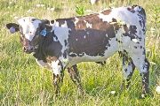 Quiet Quake - Prostey Tot x Tempter - 2009 Bull - v_3577