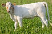 Fast Search - Search for Gold x Super Fast - 2009 Heifer - v_3613