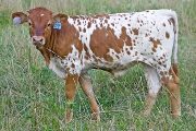 Finders Fee Calf 2009 - Finders Fee x Win Win - 2009 Heifer - v_3720