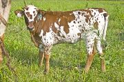 Draggy Trip - Trophy Trip x Drag Iron - 2009 Heifer - v_3809