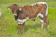 Super Silent Calf 2009 - Super Silent x Shy Streaker - 2009 Bull - v_3817