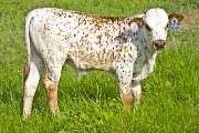 Dragoon - Victory Bella x Drag Iron - 2009 Bull Calf - v_3819