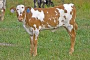 Tempting Lady - Center Win x Tempter - 2009 Heifer - v_3829