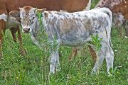 Idle Frenzie Calf 2009 - Idle Frenzie x Tycoon - 2009 Bull - v_3839