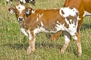 Steadfast - Unattainable x Super Fast - 2009 Bull - v_4028
