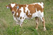 Double Fast - Gizette x Super Fast - 2009 Heifer - v_4038