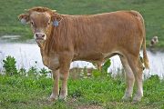Executive Privilege - Bella Bellucci x Win Win - 2009 Bull - v_4077