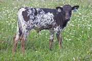 Valdosta Calf 2009 - Valdosta x Noble Knight - 2009 Bull - v_4133