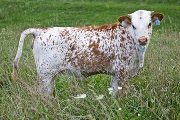 Jest As Fast - Jester x Super Fast - 2009 Heifer - v_4144