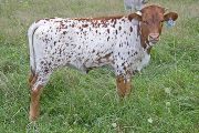 Sweet Kookateu - Kookadoo x Drag Iron - 2009 Heifer - v_4146