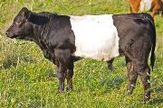 Buelingo Bull