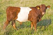 v_4240_s.jpg - Royal Fun x Dip Stick - 2009 Bull