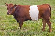 Gamer - Dip Mo x Fun And Games - 2009 Heifer - v_4267