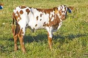 Tempters Trophy - Sena Trophy x Tempter - 2009 Bull Calf - v_4342