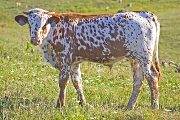 Jolter - Blazon Kill x Juma - 2009 Bull - v_4385