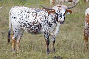 v_4639_s.jpg - Mark Maker x Killian - 2008 Heifer