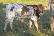 Silent Shout Calf 2009 - Silent Shout x Killian - 2009 Bull - v_4663