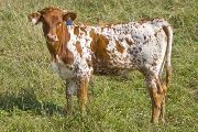 Juma McGee - Set To Win x Juma - 2009 heifer - v_4806