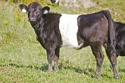 Digital Graphics - Graphic Pie x Valiant Fun - 2009 Heifer - v_5137