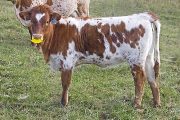 Velvet Streak - Velvet Sky x Shy Streaker - 2009 Heifer - v_5304