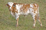 Schenley - Super Gleam x Tempter - 2009 Heifer - v_5546