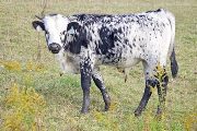 Thumbelina Calf 2009 - Thumbelina x Over Kill - 2009 Bull - v_5549