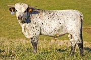 Trial Run - Shadow Jubilee x Shadowizm - 2008 Embryo Bull - v_5694
