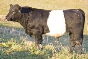 Power Game - Extra Fin x Fun And Games - 2009 Bull - v_5730